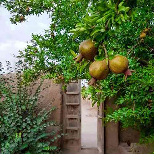 هادی رحیمی به دام تو فتادم تو کرده ایی اسیرم